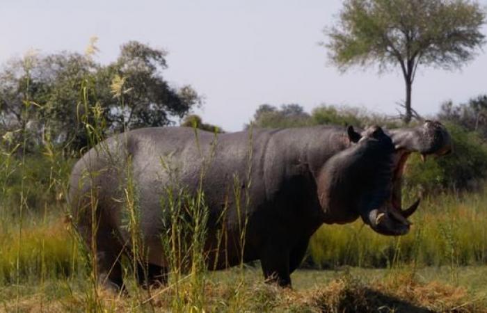 With “Pepe”, Nelson Carlo de Los Santos Arias creates a postcolonial fable about Pablo Escobar’s hippopotamus