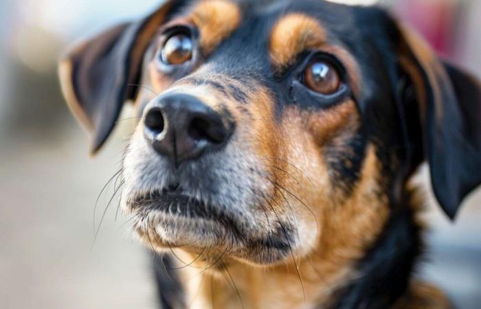 Drugs that extend the life of dogs also benefit humans