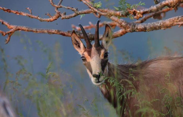 Brigitte Bardot denounces a “massacre” of chamois in the Doubs