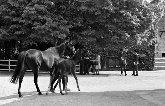 Billionaire Manchester City boss buys luxury Norman stud farm visited by Elizabeth II