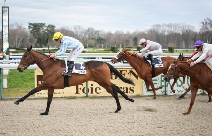 Thursday January 2 in Pau, Marmara dominates the Prix de Montaut.