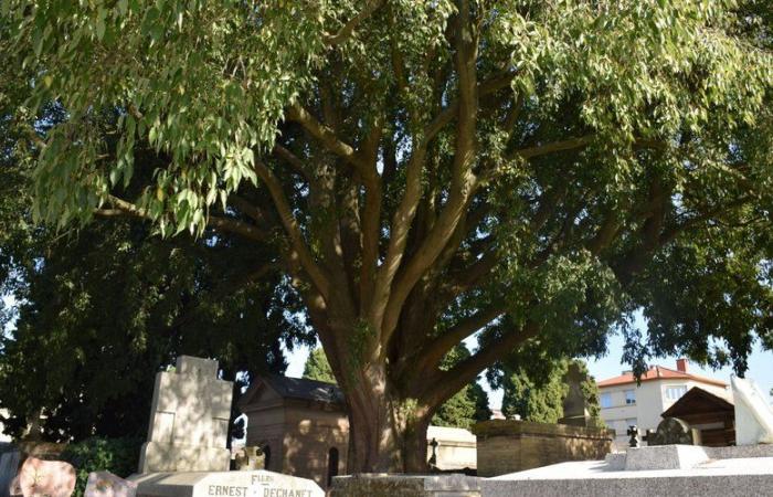 Remarkable trees of Haute-Garonne: this hackberry tree has taken up residence in the Terre Cabade cemetery