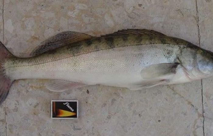 Superb and atypical, the zander is named “fish of the year”