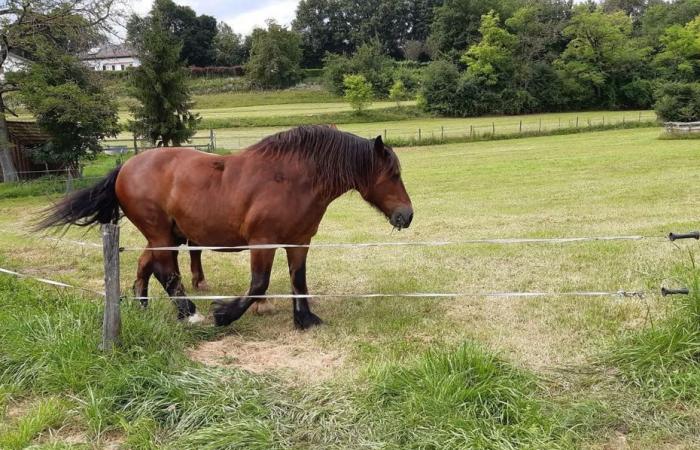 But where did Nuage go? He launches a desperate appeal to find his draft horse which has vanished into his enclosure