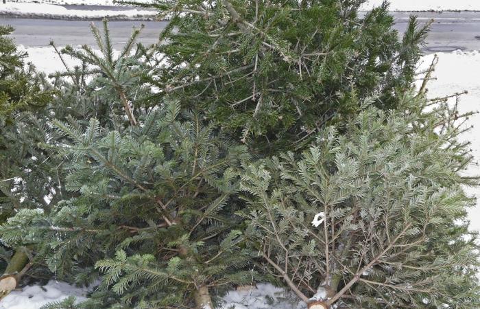 Recycle your Christmas tree in Montauban: give it a second life