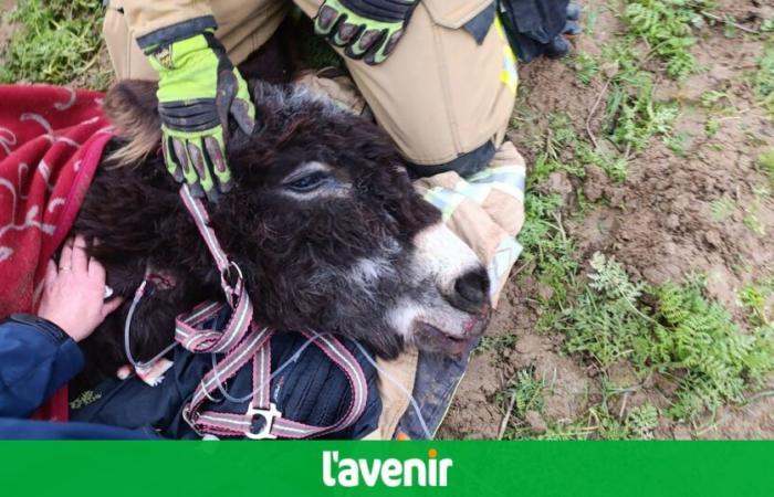 Tinlot: Romeo, the donkey frightened by fireworks, had to be euthanized