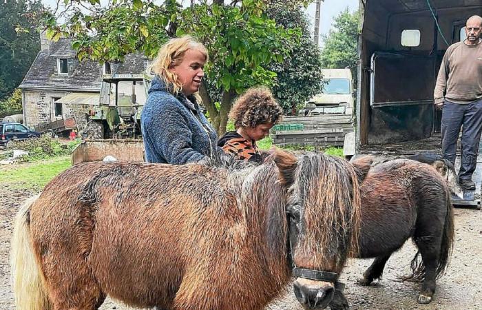 “We saved 250 animals in 2024”: in Plufur, the SOS Animals for Life shelter is “a real family adventure”