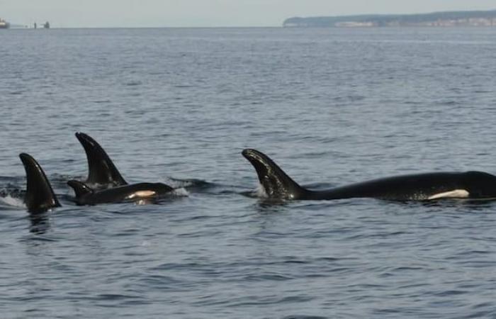 Famous mother killer whale carries dead baby for 2nd time