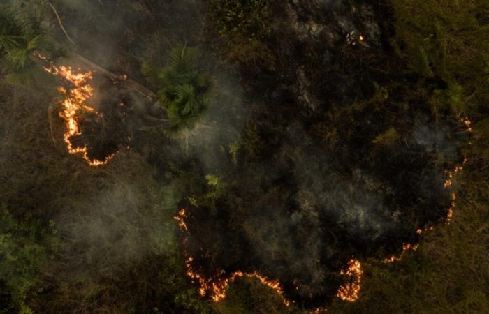 The Brazilian Amazon saw a record number of fires in 2024