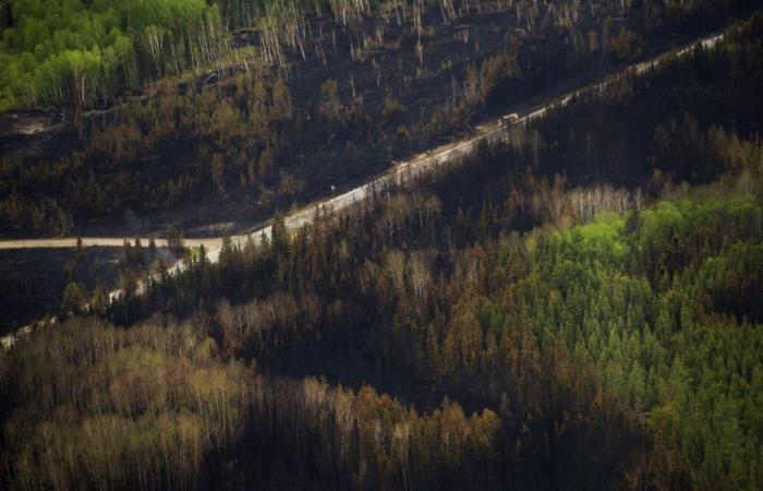 Scientific study: forests more prone to fires than before