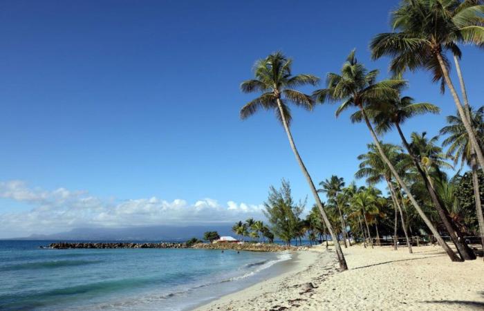 In Guadeloupe, coconut trees doubly threatened