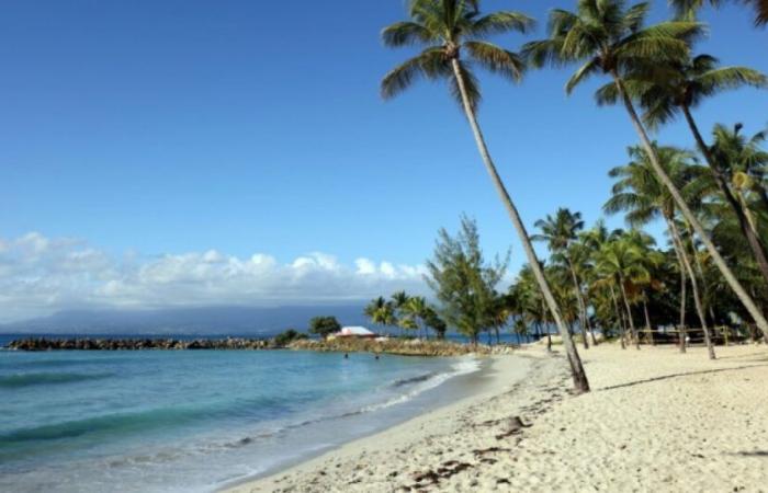 In Guadeloupe, coconut trees doubly threatened: News