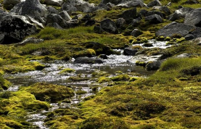 Glacial streams are teeming with fascinating bacteria, according to an EPFL study – rts.ch