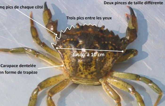 The green crab, this unwanted invader hunted in Quebec