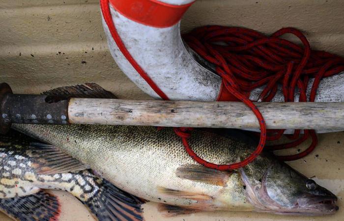 Superb and atypical, the zander is designated “fish of the year”