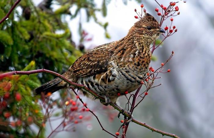 Forest grouse monitoring methods currently being adapted