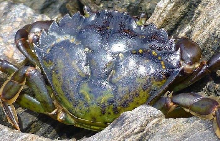 The green crab, this unwanted invader hunted in Quebec