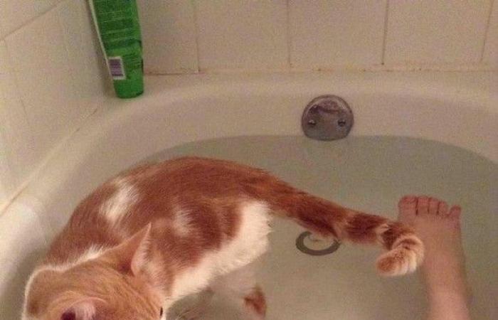 Let’s start 2025 off right with 23 photos of cheeky cats