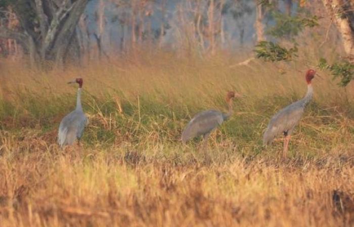 Two reassuring news for Cambodia’s birds