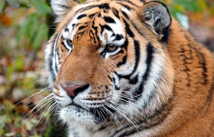 Increase in tigers in Nepal raises new concerns – rts.ch