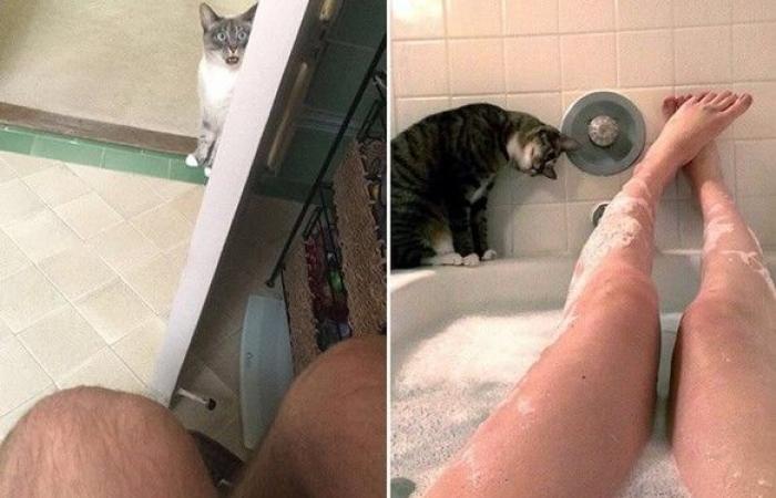 Let’s start 2025 off right with 23 photos of cheeky cats