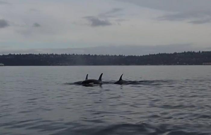 Famous mother killer whale carries dead baby for 2nd time