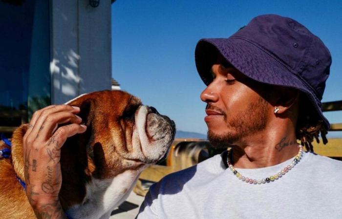 Max Verstappen's passionate advice: the F1 paddock too stressful for Roscoe, Lewis Hamilton's dog.