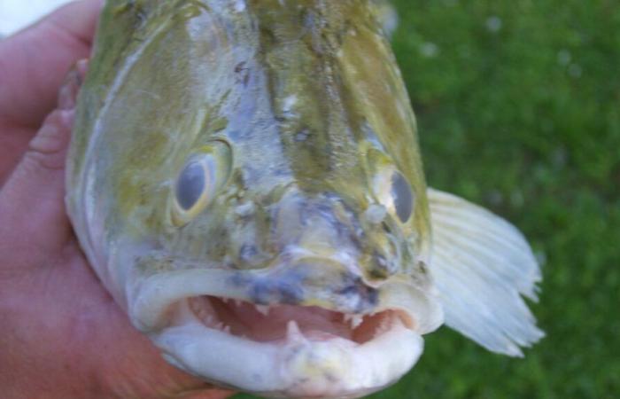 Superb and atypical, the zander is named “fish of the year”