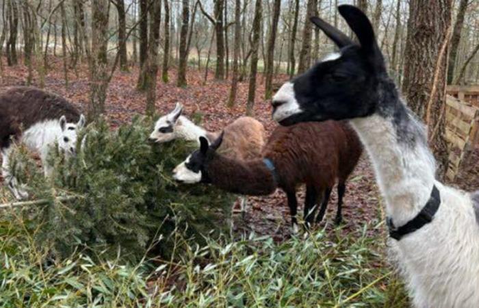 Christmas tree recycling begins