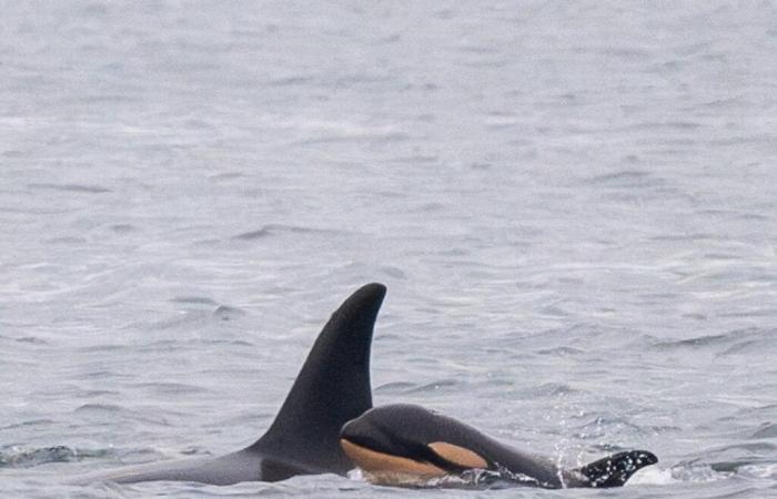 A mother orca loses another calf, which she takes with her