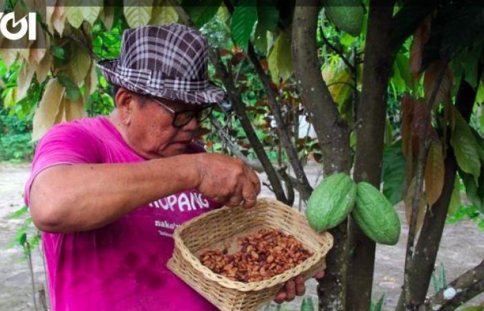 export prices of cocoa beans