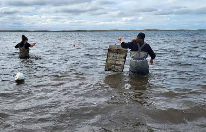 The green crab, this unwanted invader hunted in Quebec