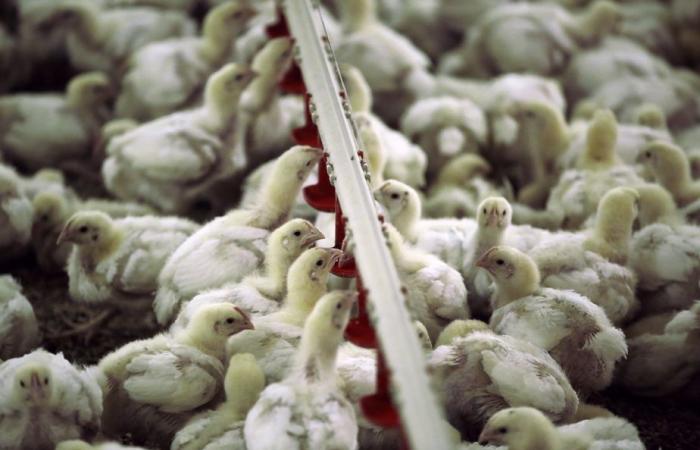 British Columbia | “Worrying” mutation of a case of avian flu