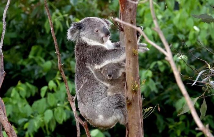 Will koalas disappear due to this sexually transmitted disease?