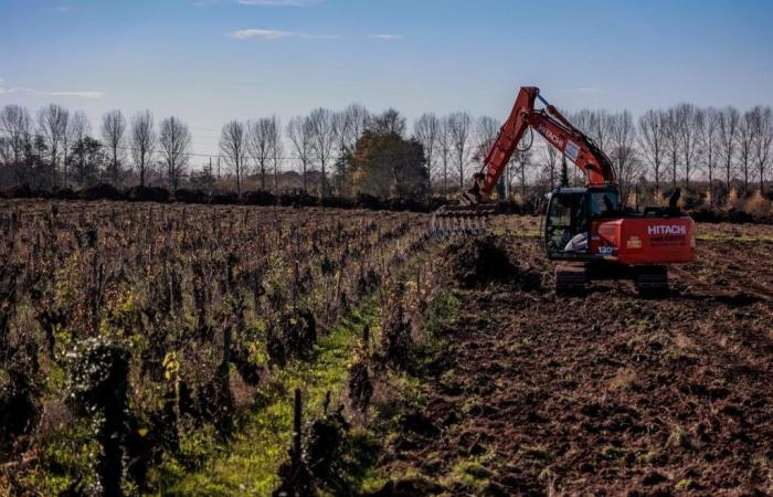 in Gironde, cooperatives condemned to restructure or diversify