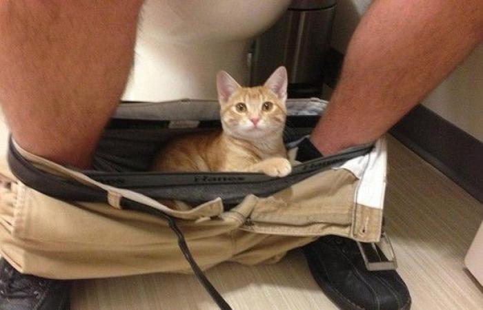 Let’s start 2025 off right with 23 photos of cheeky cats