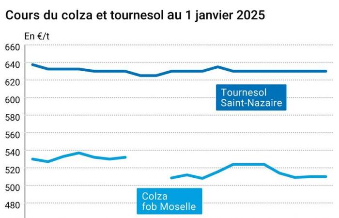 COTidienne | Oilseeds – Rapeseed prices in February close the year 2024 down on Euronext unlike the following deadlines which are increasing