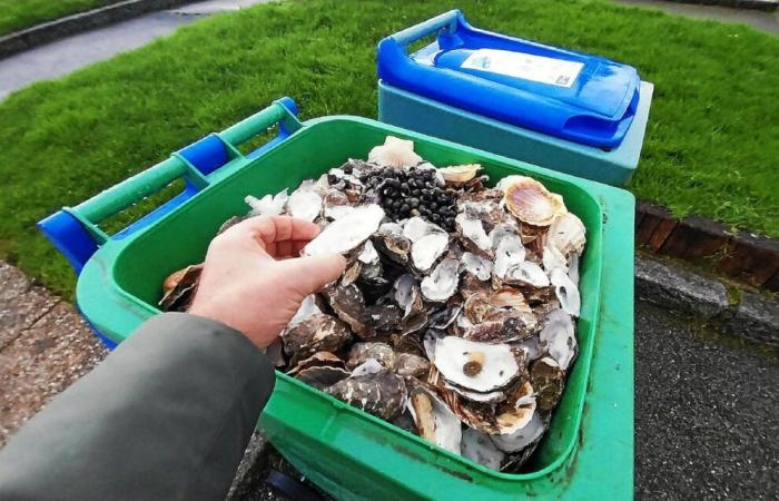 Oyster shells: collection is growing in Brittany