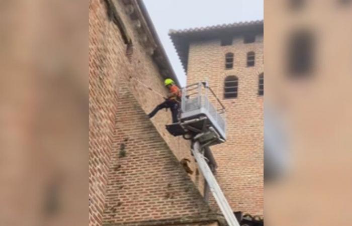 VIDEO. A cat remains stuck for five days on the roof of a church in Tarn: the incredible rescue of the animal jumping 25 meters