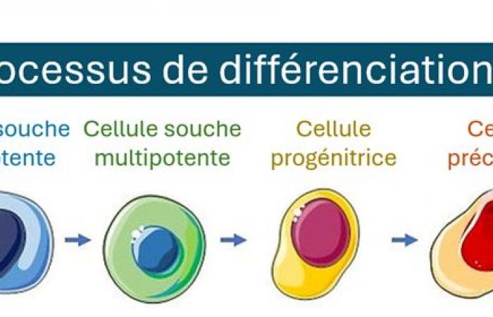 First functional pancreatic organoids with three cell types: a major breakthrough