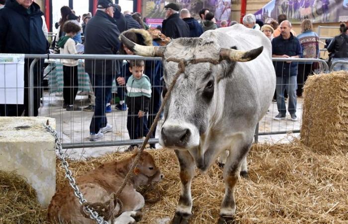 Campaign for municipal elections, Tour de France, elections to the Chamber of Agriculture… the events which will make the year 2025 in Aude