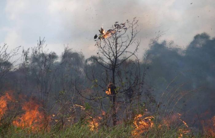 In 2024, the Brazilian Amazon will burn like never before in 17 years