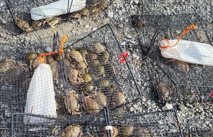 The green crab, this unwanted invader hunted in Quebec