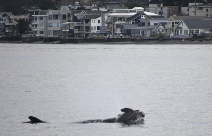 An orca once again mourns the death of one of its calves