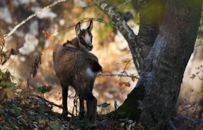 Let's save the Doubs chamois! • ASPA