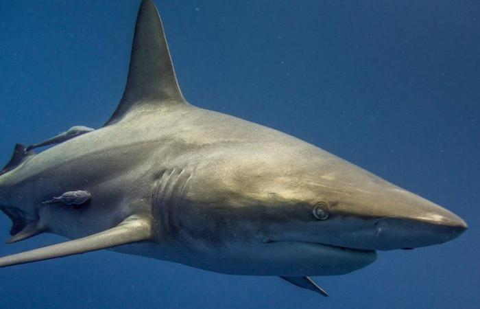 He was fishing in French waters: a 40-year-old man killed by a shark that attacked him, the nearest hospital emergency room was closed