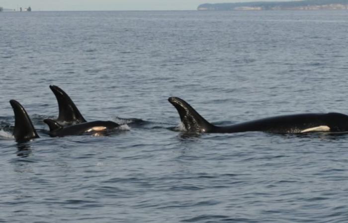 Tahlequah, the orca who refused to abandon the lifeless body of her calf, lost another baby