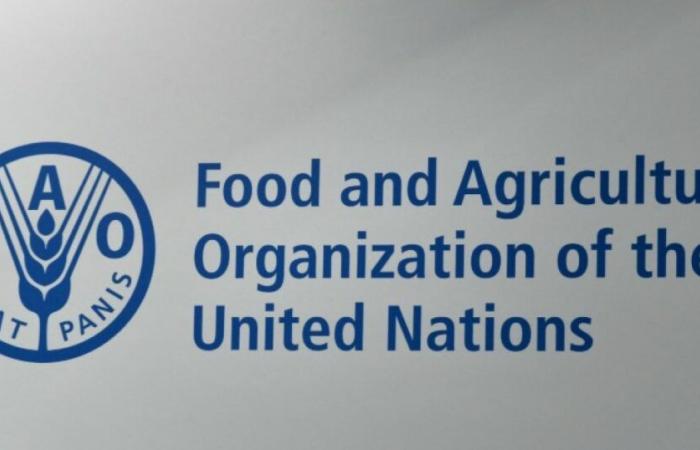 In 2024, global food prices will fall by 2% according to the FAO: News