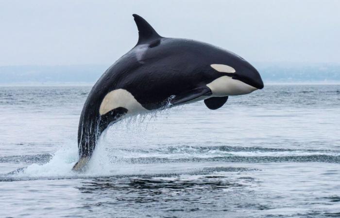 The orca who refused to abandon her dead baby lost another calf