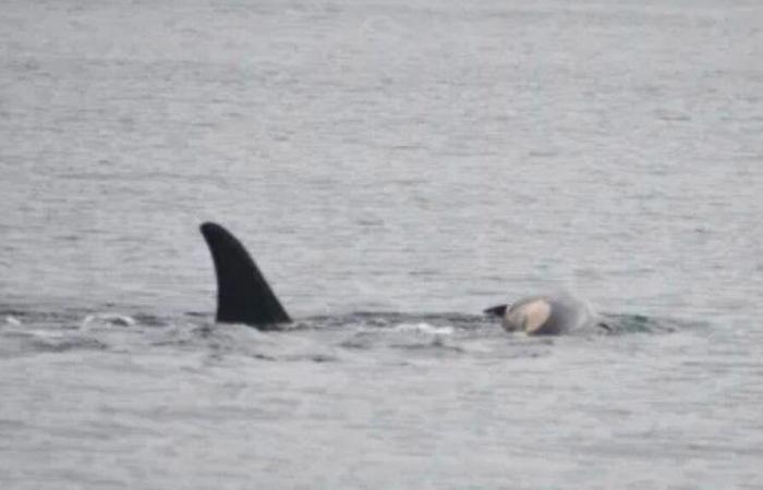 An orca observed carrying her dead calf